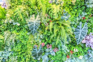 ivy-color-culture-white-stone-wall