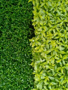 full-frame-shot-plants