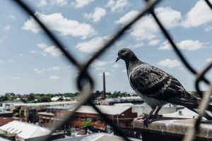 pigeon-perching-metal-against-cloudy-sky-seen-through-chainlink-fence