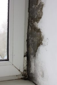 The corner on the windowsill is covered with fungus, mold on plastic windows.